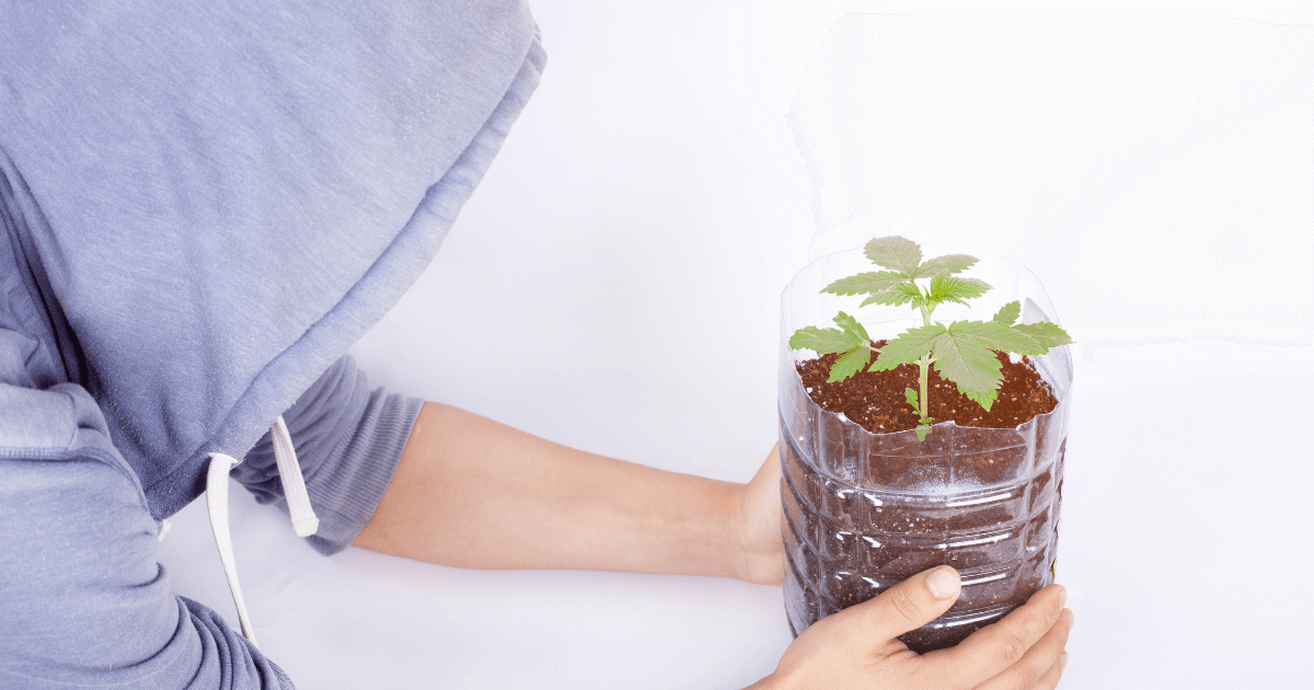 Reasons to Grow Your Own Cannabis Plants