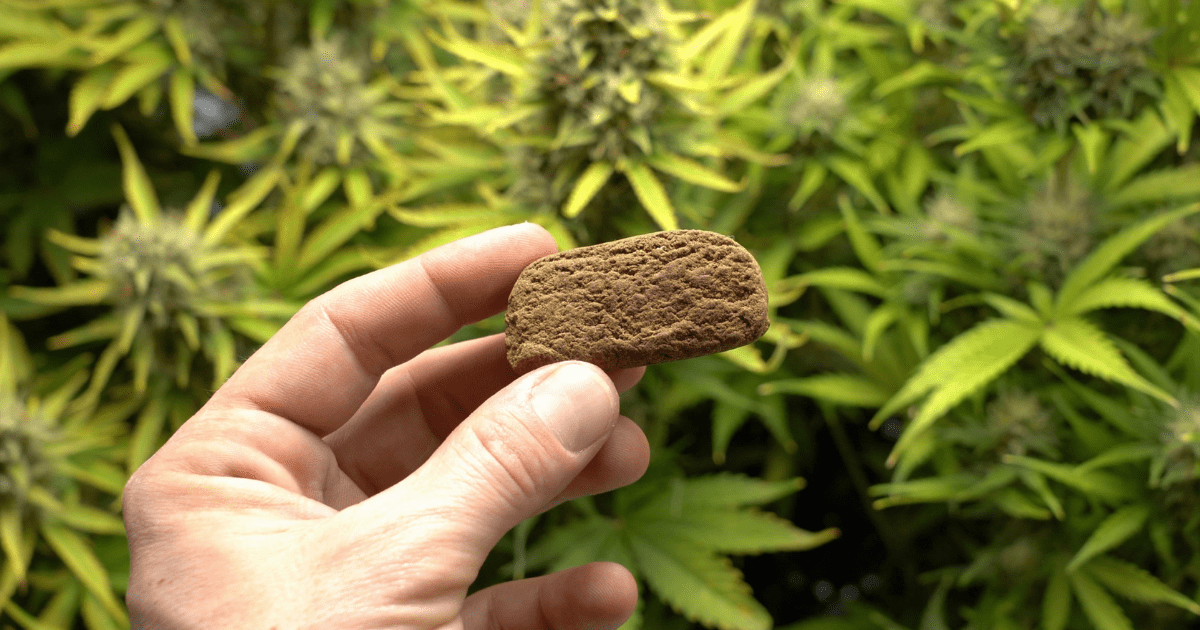 What is the Difference Between Hashish and Cannabis Flowers